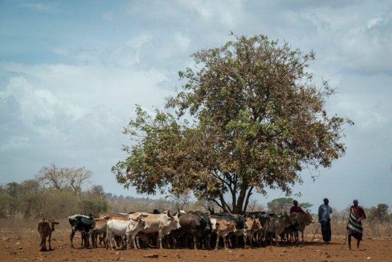 Global Methane Hub project leverages satellite tech to reduce methane emissions in Latam and Africa