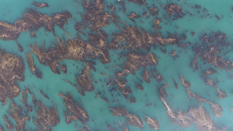 Marine Protected Areas Show Promise for Kelp Forest Recovery