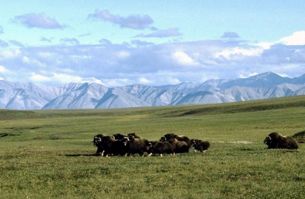 Trump preparing to reopen Alaska wildlife refuge for oil drilling