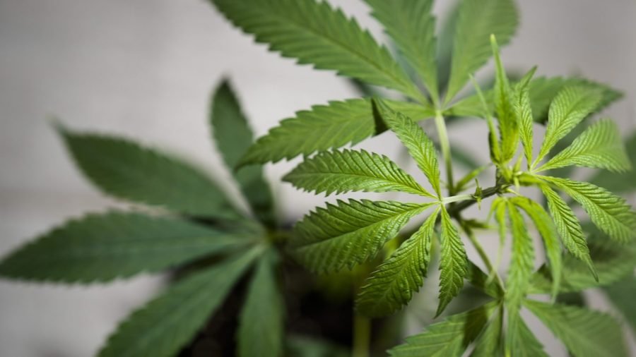 Cannabis use may boost tobacco addiction risk in young Americans, study finds