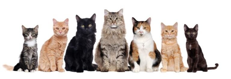 8 Common Cat Colorings That Prove Every Feline is a Work of Art