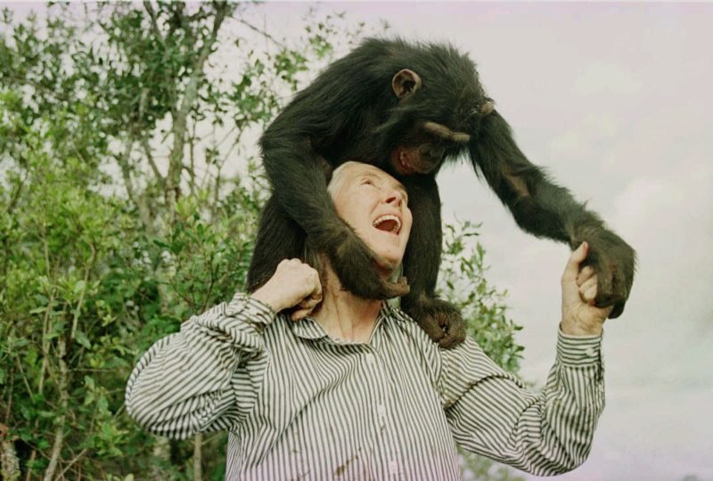 Jane Goodall, legendary chimp expert, dead at 91