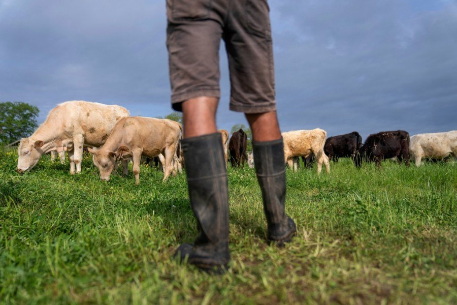 Saturated fat debate overlooks toxic chemical contaminants in industrial meat