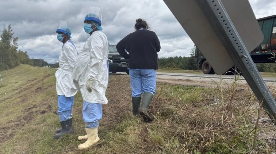 6 monkeys escape from overturned Mississippi truck