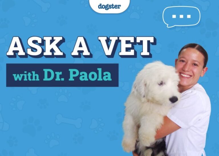 Ask Dr. Paola – Vegetables, Eye Protection & Paw Chewing (October 13, 2025)