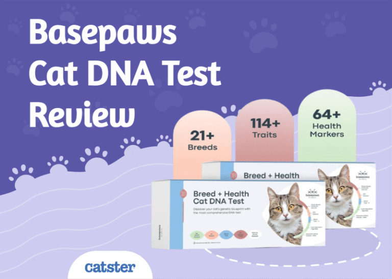 Basepaws Cat DNA Test Review: Pros, Cons, FAQ & Verdict