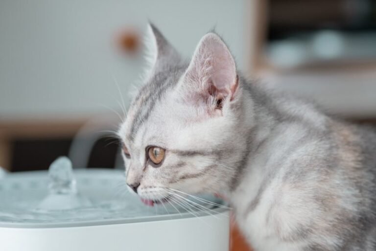 11 Best Cat Water Fountains in 2025 – Reviews & Top Picks