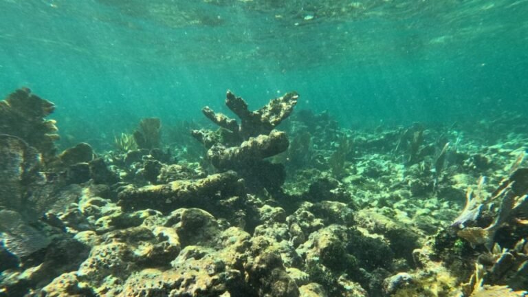 As Seas Rise, Corals Can’t Keep Up