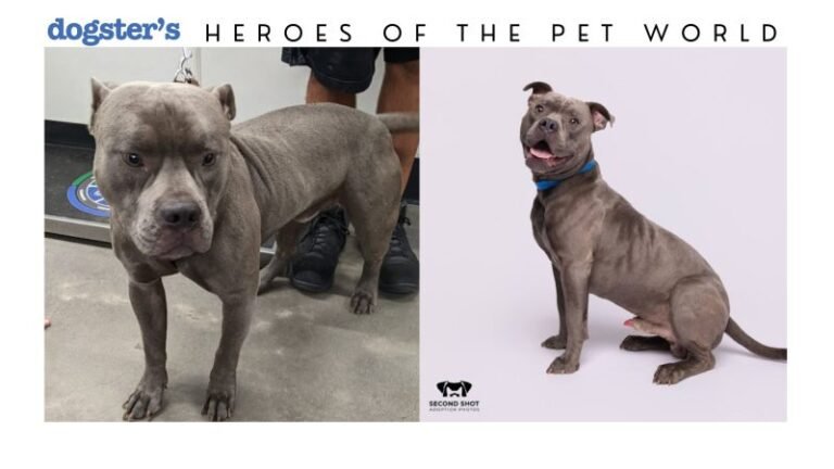 Giving Shelter Pets a Second Shot at Adoption – How One Photographer Is Changing Shelter Pets’ Lives