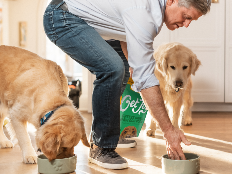 Gut Check: The Surprising Link Between the Microbiome and Dog Health