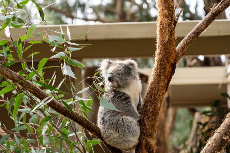 Three Perfect Days of Eating (and Adventuring) in Adelaide, Australia