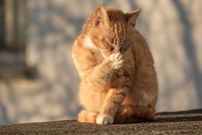 Cat Owners Beware: These Everyday Smells Drive Cats Crazy