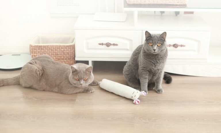 12 Best Cat Toys in 2025 – Reviews & Top Picks