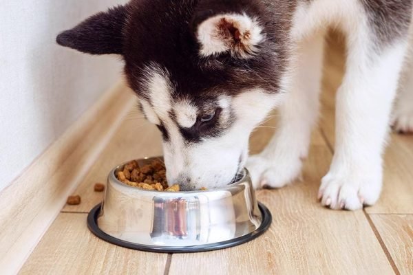 10 Best Dog Bowls in 2025 – Reviews & Top Picks