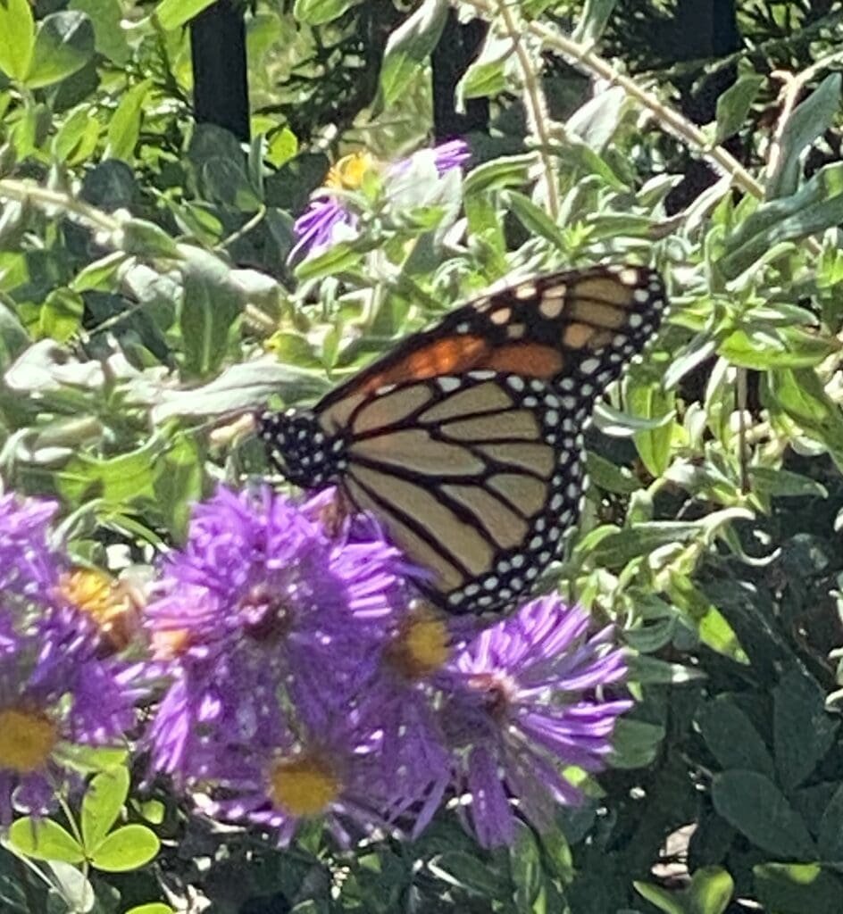 Garden Fairies Breathe a Sigh of Relief