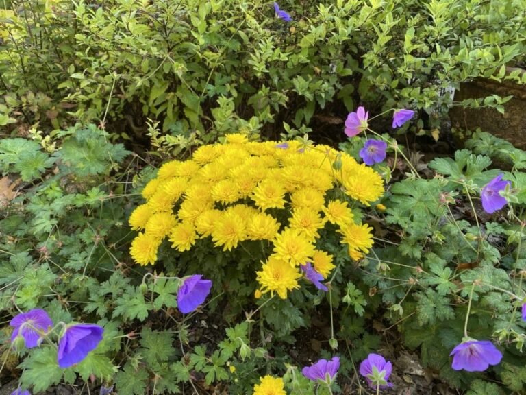 Garden Bloggers’ Bloom Day – October 2025