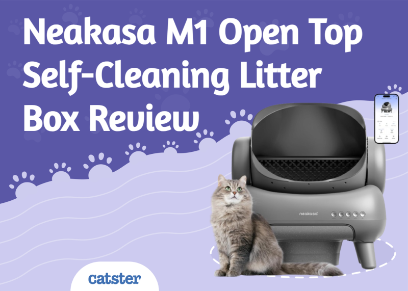 Neakasa M1 Open Top Self-Cleaning Litter Box Review 2025: A Detailed Look