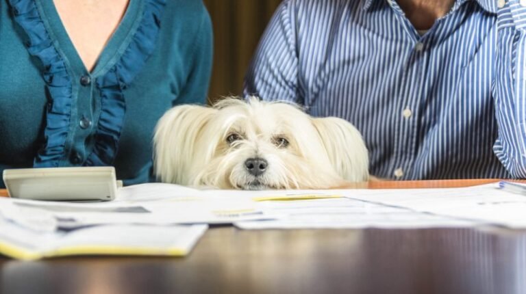 The Rise of the Pet-Nup – Insanity or Common Sense?