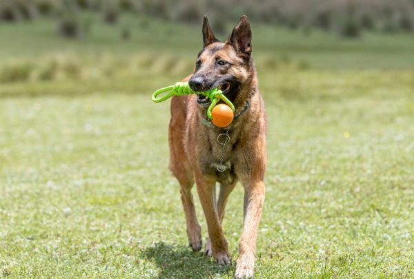 10 Best Dog Toys in 2025 – Reviews & Top Picks