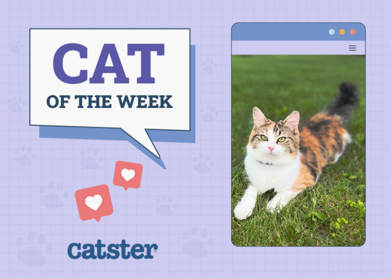 Catster Photo Contest: Cats of the Week Winners (October 16, 2025)