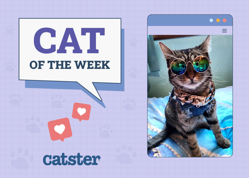 Catster Photo Contest: Cats of the Week Winners (October 9, 2025)