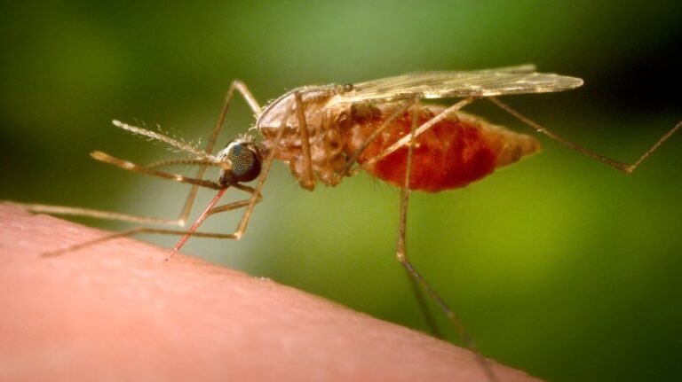 First locally acquired chikungunya case confirmed in New York
