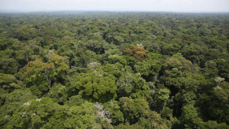 Old Forests in the Tropics Are Getting Younger and Losing Carbon