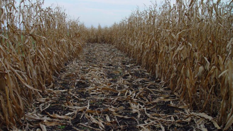 How Might Leftover Corn Stalks Halt Fugitive Carbon?