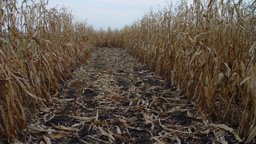 How Might Leftover Corn Stalks Halt Fugitive Carbon?