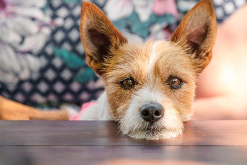 Why Your Dog Sighs — & What It’s Really Trying To Tell You