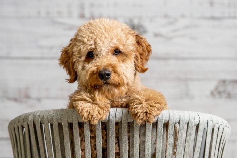 What You Need To Know Before You Get A Mini Goldendoodle