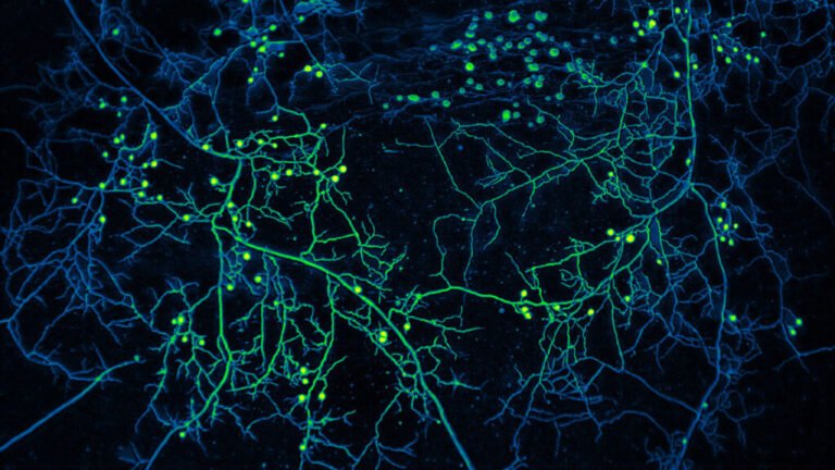 How Plant-Fungi Friendships Are Changing