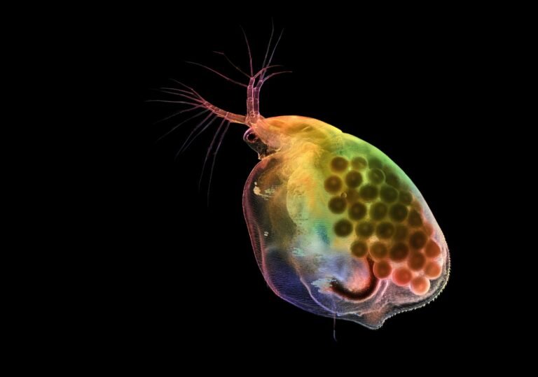 Nikon’s Small World Photomicrography Competition Reveals the Vastly Unseen