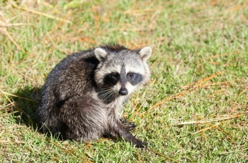 Like a Thief in the Night – 1 Thessalonians 5:2-4