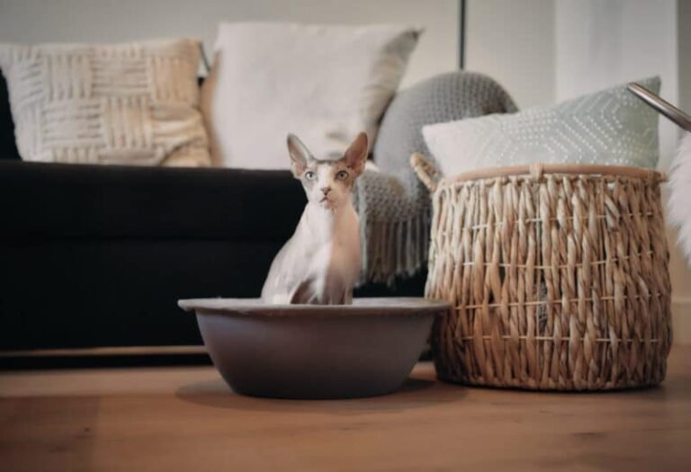 9 Best Cat Beds in 2025 – Reviews & Top Picks