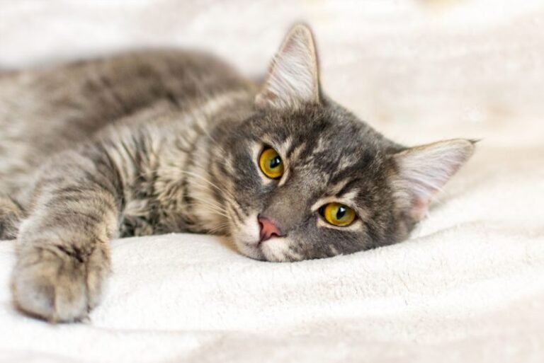 Why Your Cat’s Sudden Weight Loss Is More Serious Than You Think – 12 Reasons Every Parent Should Know