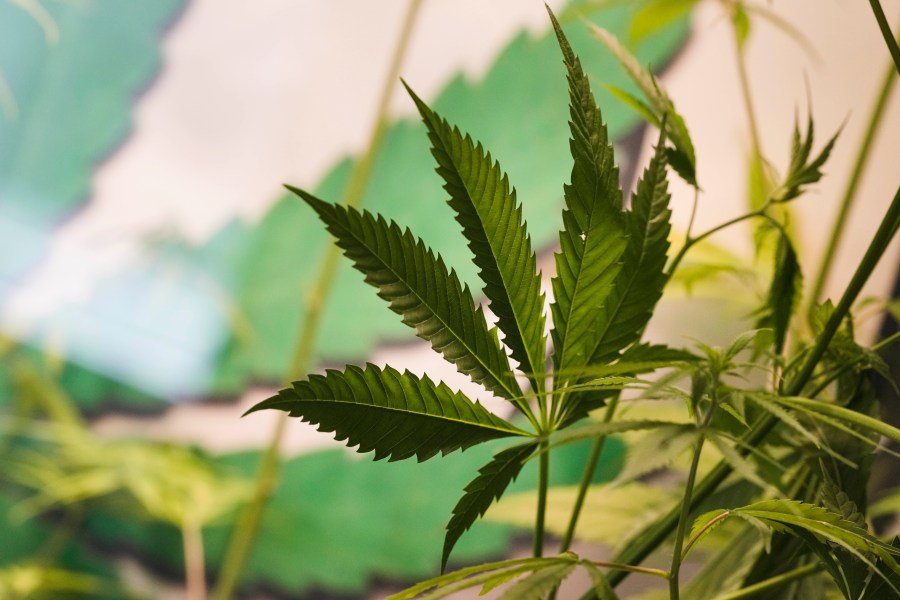 Federal THC ban send hemp companies scrambling