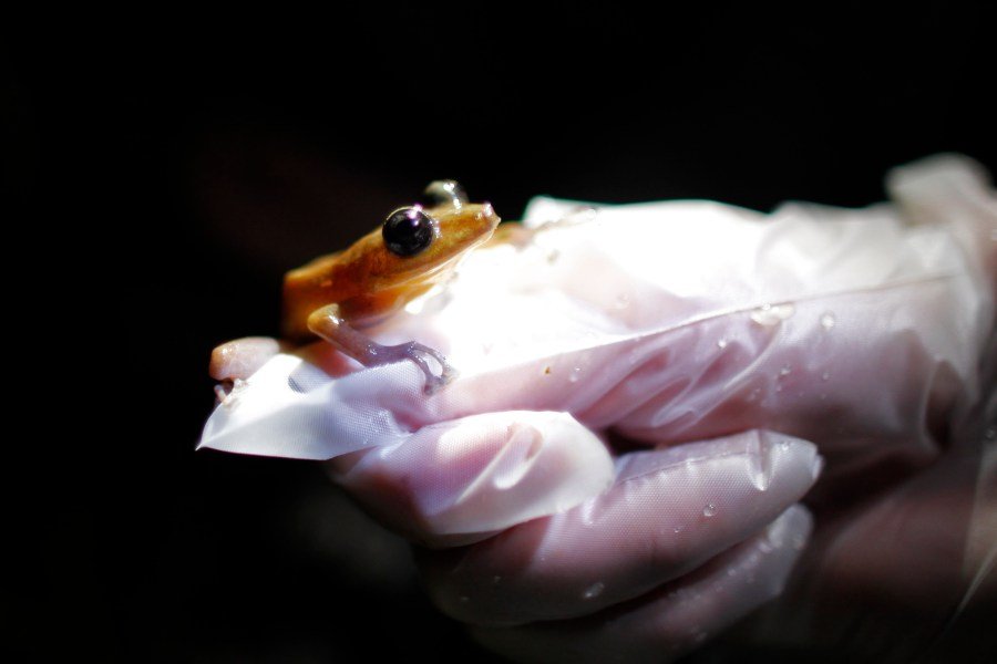 Trump proposes to narrow Endangered Species Act protections