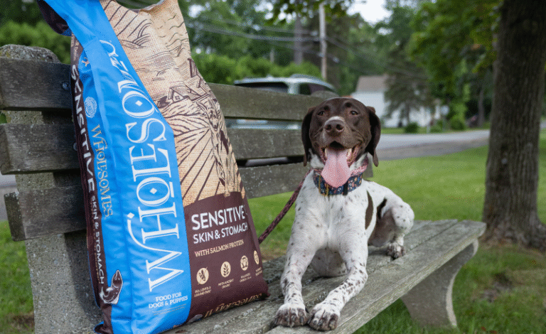 Nutritionist’s Guide to Healthy Skin and Gut for Your Dog