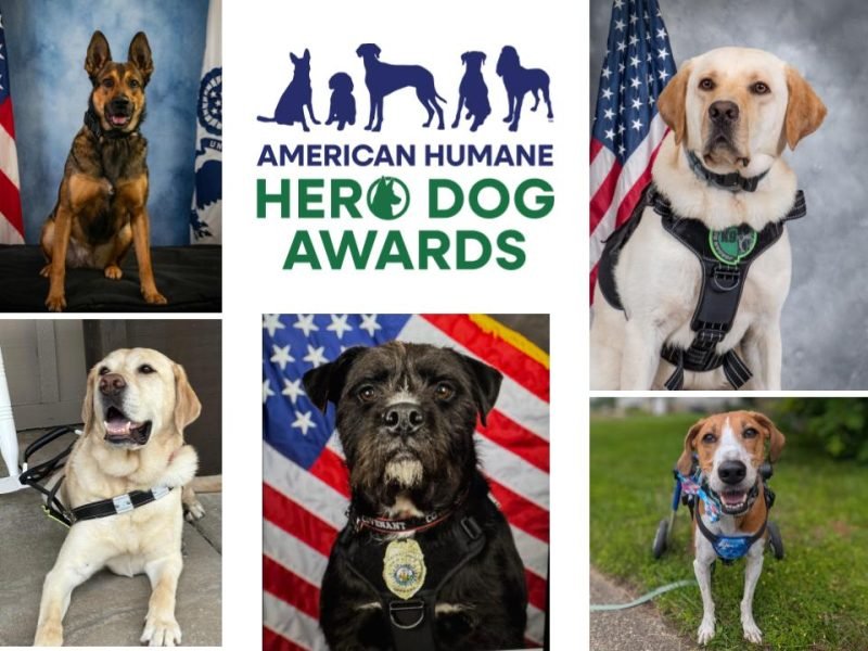 American Humane Hero Dog Awards© 2026 Finalists & Winners: Heroes of the Dog World