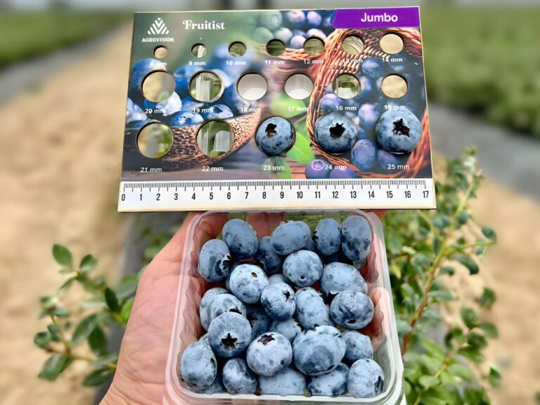 Fruitist rides healthy snacking wave with $150m raise: GLP-1 consumers buy more berries