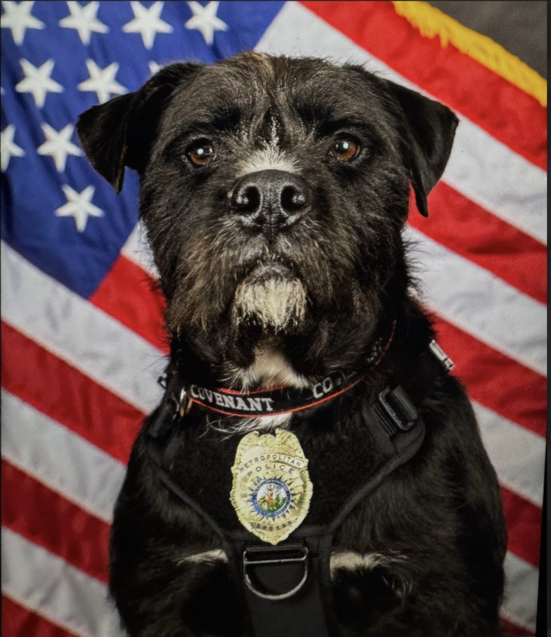 Aaaand The Winner Is… Sergeant Bo!