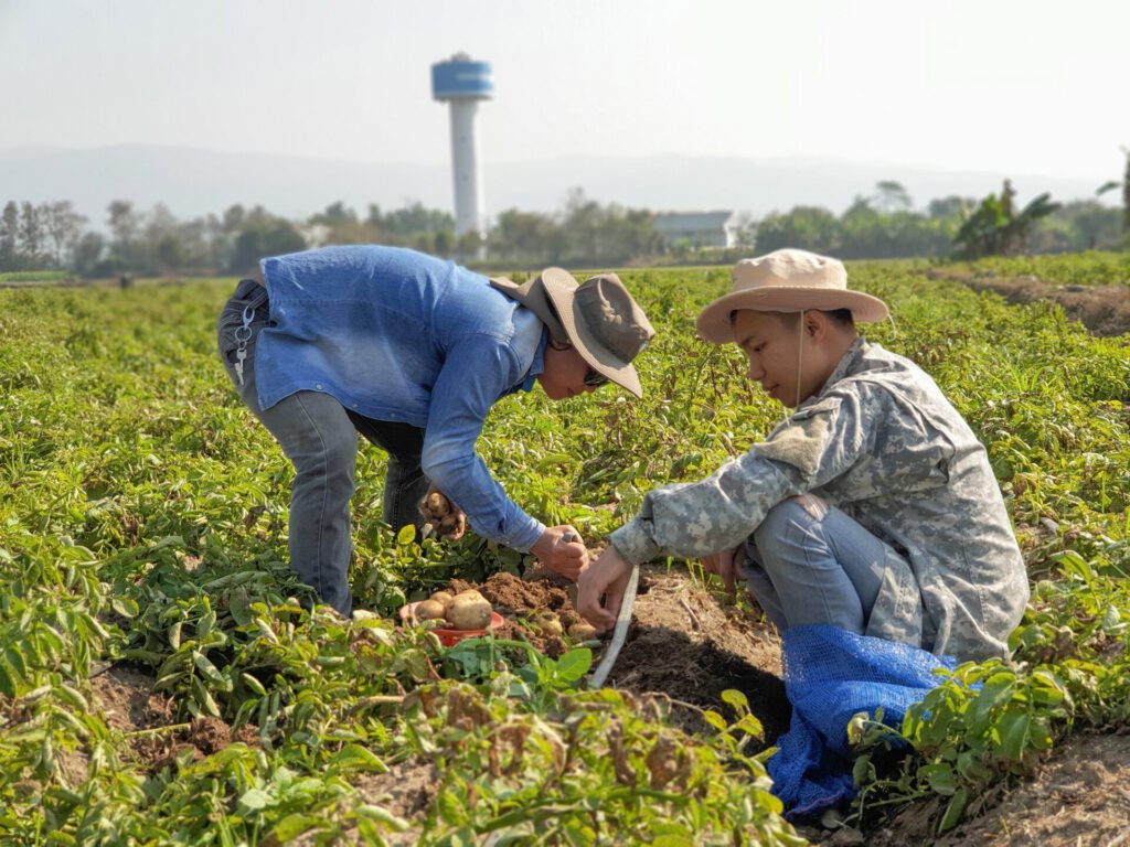 How PepsiCo, Walmart and other agrifood companies fortify their supply chains with AI