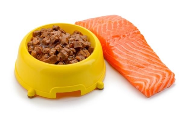 Vets Reveal Safest Way to Serve Salmon to Your Dog