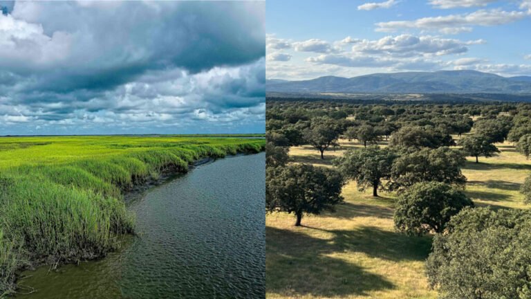 Understanding Flux, from the Wettest Ecosystems to the Driest