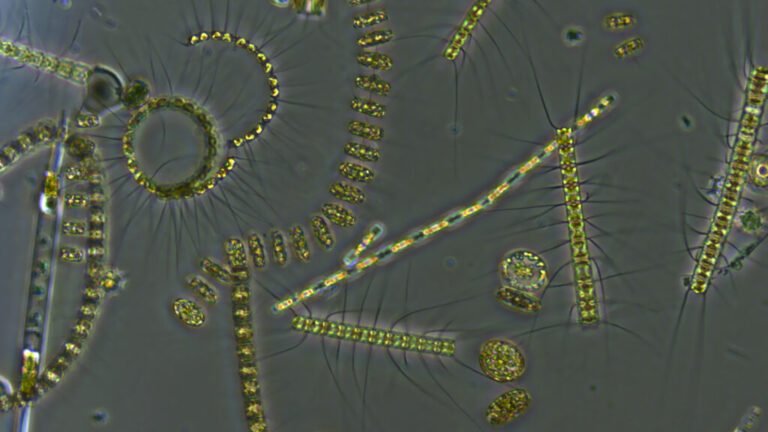 Marine Heat Waves Slow the Ocean’s Carbon Flow