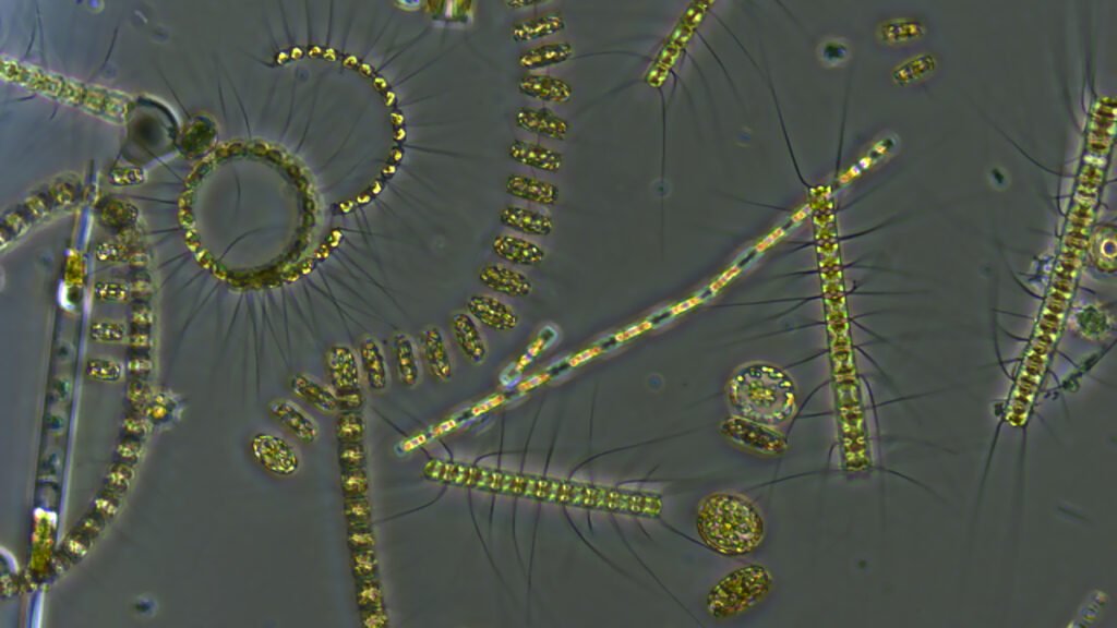 Marine Heat Waves Slow the Ocean’s Carbon Flow