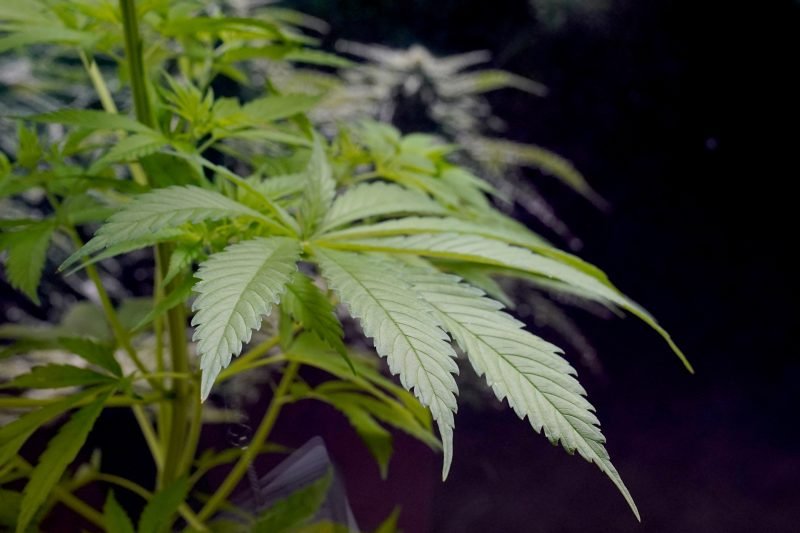 Trump admin could reclassify marijuana: Would that make it legal nationwide?