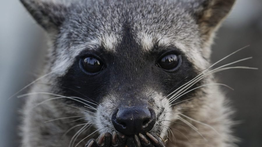 Drunk raccoon who ransacked Virginia liquor store is a serial break-in artist