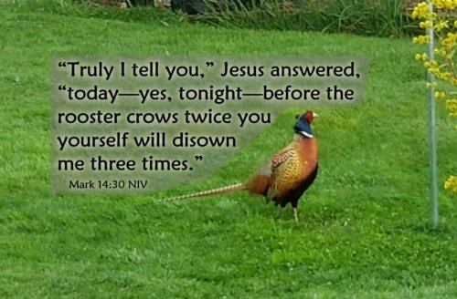 Before the Rooster Crows – Mark 14:29-30